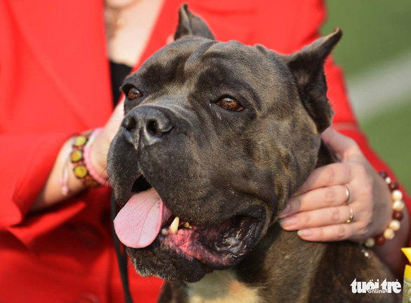 Chó pitbull, loài chó hung dữ nhất thế giới, đang được nhiều người nuôi làm cảnh - Ảnh: NAM TRẦN
