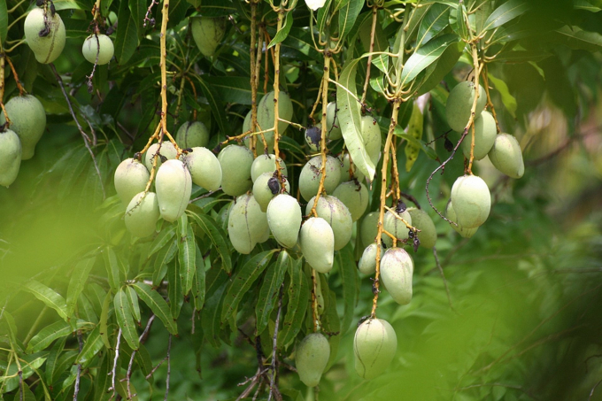 Miệt vườn trái Cây Cái Bè – Tiền Giang