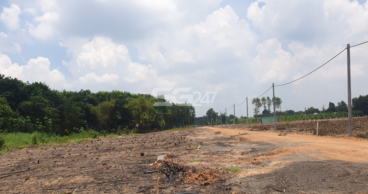 Tại các thửa còn lại của cả khu đất cũng đã được đầu tư hạ tầng trái phép (tạo nền đường đi, trồng trụ kéo điện) phục vụ mục đích phân lô bán nền