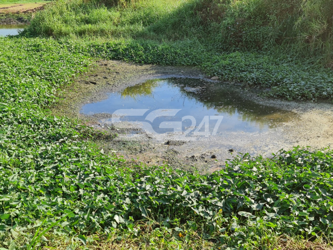 Gần 1 năm kể từ ngày bị lập biên bản xử phạt vi phạm nhưng công ty Đồng Tâm hiện vẫn chưa thực hiện xong biện pháp khắc phục hậu quả, theo người dân quanh khu vực thì trại chăn nuôi gà của Đồng Tâm từ đó đến nay vẫn ngày đêm phát ra mùi hôi thối, xả khói thải có mùi khét, và định kì mỗi khi gà xuất chuồng, công ty Đồng Tâm lại ngang nhiên xả nước thải trực tiếp ra môi trường. (Hình ảnh ghi nhận vào 2/3/2021).
