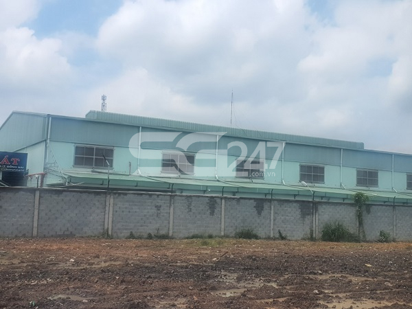 Hình ảnh thực tế nhà xưởng của công ty TNHH Kỹ Thuật in Đại Thuận Phát trên đất trồng cây lâu năm kết hợp đất ở đô thị tại các thửa 105 do bà Nguyễn Thị Bích Hạnh là chủ sử dụng và thửa 37 do ông Vùi văn Thọ, bà Nguyễn Thị Thu là chủ sử dụng thuộc tờ bản đồ số 9, phường Phước Tân.