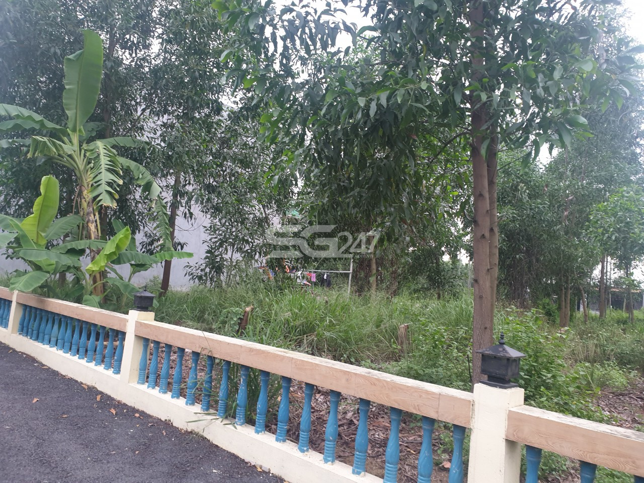 Hình ảnh: Trên đất trồng lúa tại tờ 87 thửa 63 do ông Nguyễn Minh Nhân là chủ sử dụng thuộc phường Phước Tân, Biên Hòa, Đồng Nai lại được trồng cây tràm (cây keo) không phù hợp với mục đích sử dụng đất