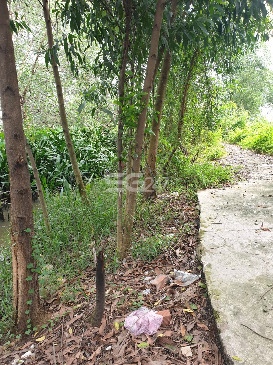 Hình ảnh:Con đường bê tông được đầu tư trên khu đất trồng lúa thuộc tờ bản đồ số 101, thửa 283 do ông Nguyễn Minh Nhân là chủ sử dụng tại ấp Đồng, phường Phước Tân, thành phố Biên Hòa, Đồng Nai nay đã được phủ kín bởi cây cối