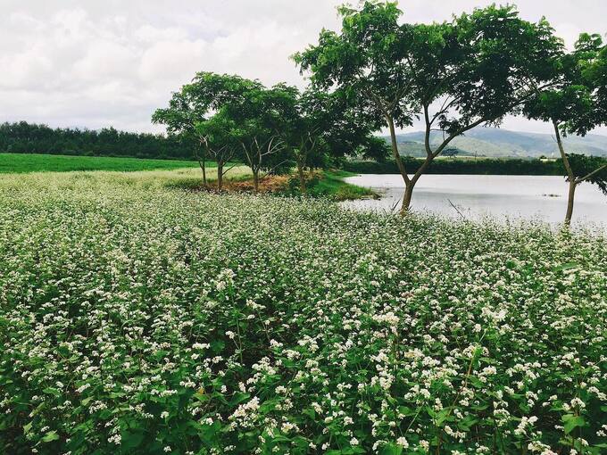 Hoa tam giác mạch