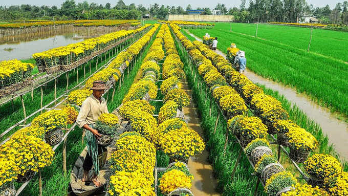 Một vườn hoa trong làng hoa kiểng Sa Đéc