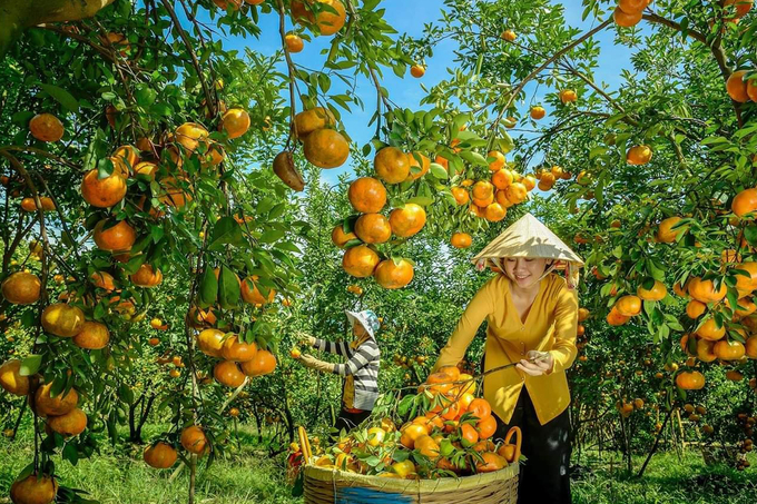 Mùa quýt hồng Lai Vung thường rơi vào khoảng nửa cuối tháng chạp, đầu tháng giêng