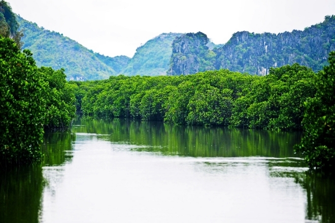 Con nước lặng lẽ len lỏi qua từng khóm cây đước, cây bần cổ thụ, tạo ra một khung cảnh yên ả và thanh bình cho đầm Nha Phu. Ảnh: Sưu tầm