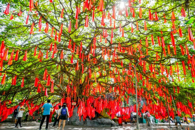 cây ước nguyện 1