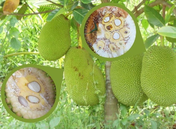 Cây mít bị xơ đen do nấm. Ảnh minh họa