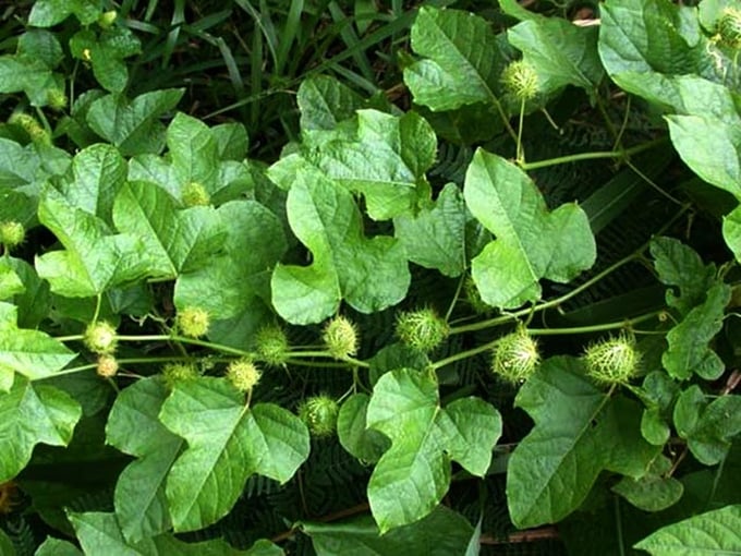 cay-lac-tien-co-tac-dung-gi