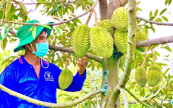 sau-rieng-1758