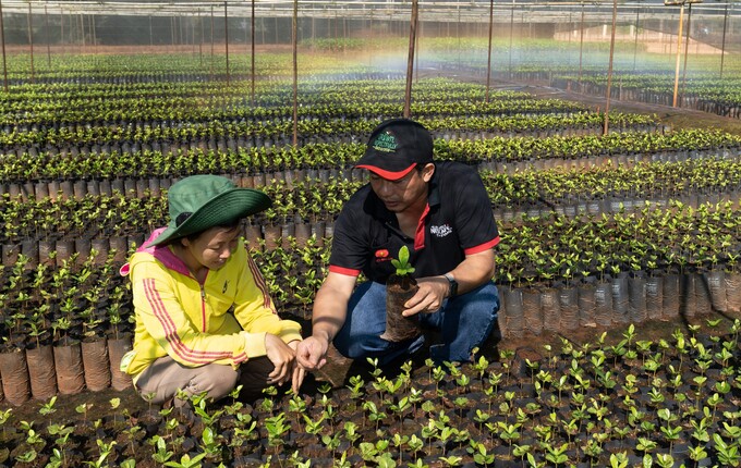 Nestlé hỗ trợ người nông dân trong canh tác cây cà phê tại Tây Nguyên
