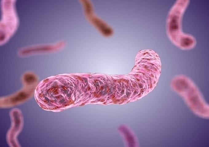 Hình ảnh vi khuẩn Burkholderia Pseudomallei 