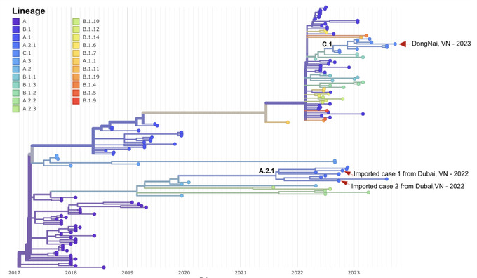 Chủng vi rút monkeypox thuộc kiểu gene C1 của Clade IIb khác với chủng virus với kiểu gene A.2.1 được phát hiện ở 02 trường hợp mắc Mpox nhập cảnh vào Việt Nam ở thời điểm tháng 10/2022 từ Dubai (Hình: Đơn vị nghiên cứu các bệnh nhiễm trùng mới nổi của Bệnh nhiệt đới & Đơn vị nghiên cứu Lâm sàng Đại học Oxford)