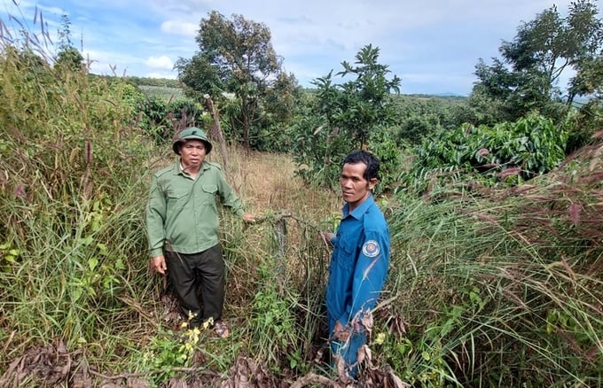Diện tích rừng của ban quản lý rừng phòng hộ Bắc Biển Hồ nằm xen kẽ và liền kề với đất sản xuất của người dân (ảnh: N.D)