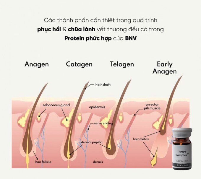 Các giai đoạn của nang tóc