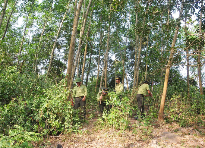 Quản lý, bảo vệ và phát triển bền vững diện tích rừng trên địa bàn tỉnh Bình Định
