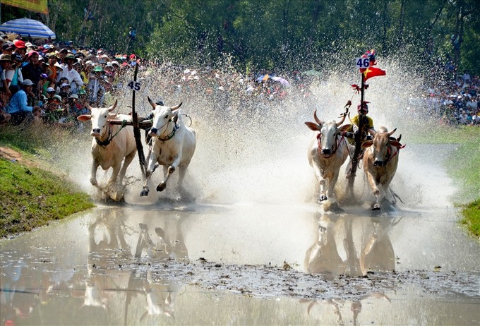 Lễ hội đua bò Bảy Núi thu hút lượng lớn người dân và du khách tứ phương theo dõi, thưởng thức những màn thi đấu hấp dẫn