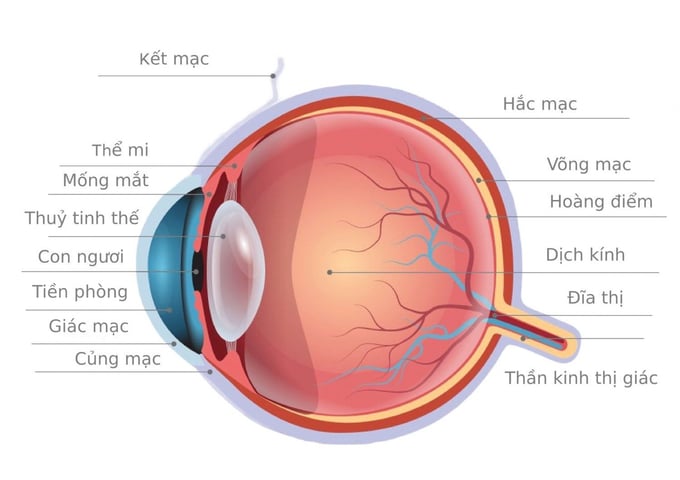 Hình ảnh cấu trúc mắt