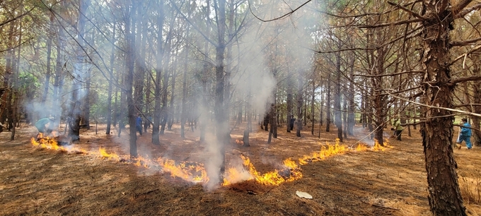 Ban Quản lý Vườn Quốc gia Kon Ka Kinh (huyện Mang Yang) phối hợp với các tổ nhận khoán đốt thực bì có điều khiển