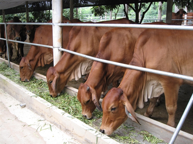 Tập trung chăn nuôi gia súc, gia cầm theo hướng an toàn sinh học, đảm bảo chất lượng, an toàn thực phẩm (ảnh minh họa)