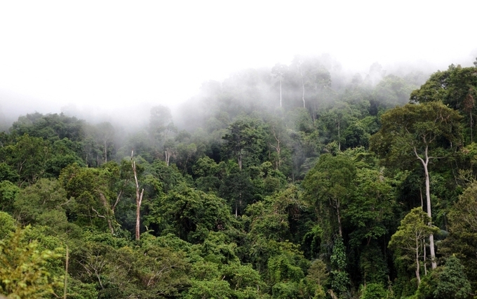 Năm 2023, tỷ lệ che phủ rừng của tỉnh Gia Lai đạt 40,95% (ảnh: Minh Thi)