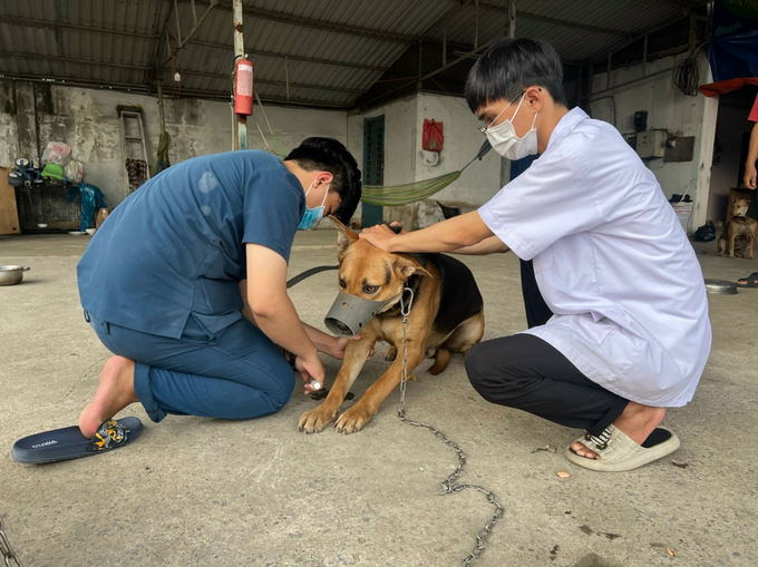 Tổ chức thực hiện tiêm vắc xin phòng bệnh Dại cho chó, mèo