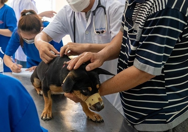 Thực hiện nghiêm công tác phòng, chống bệnh dại trên địa bàn tỉnh