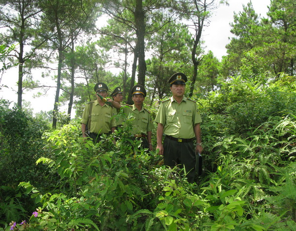 Tập trung thực hiện các giải pháp để quản lý, bảo vệ rừng và phòng cháy, chữa cháy rừng (ảnh minh họa)