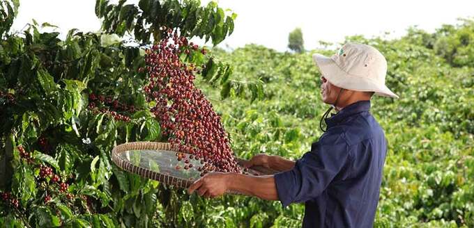 Chương trình toàn cầu NESCAFÉ Plan được Tập đoàn Nestlé triển khai từ năm 2010 tại các quốc gia thuộc các khu vực trồng cà phê trọng điểm trên thế giới nhằm mục tiêu mang lại những giá trị bền vững cho người nông dân