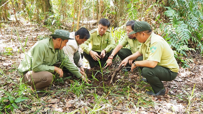 Lãnh đạo Chi cục Kiểm lâm tỉnh Cà Mau cùng Vườn Quốc gia U Minh Hạ kiểm tra độ ẩm dưới chân rừng tràm vào ngày 24/5/2024