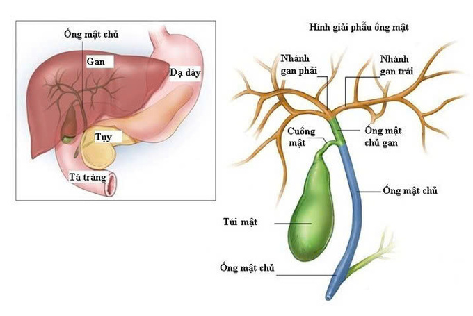 GIAI PHAU ONG MAT