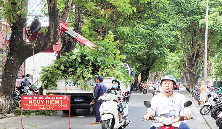 Trung tâm Công viên Cây xanh Huế cắt tỉa, hạ độ cao hệ thống cây xanh tại các tuyến đường trung tâm thành phố