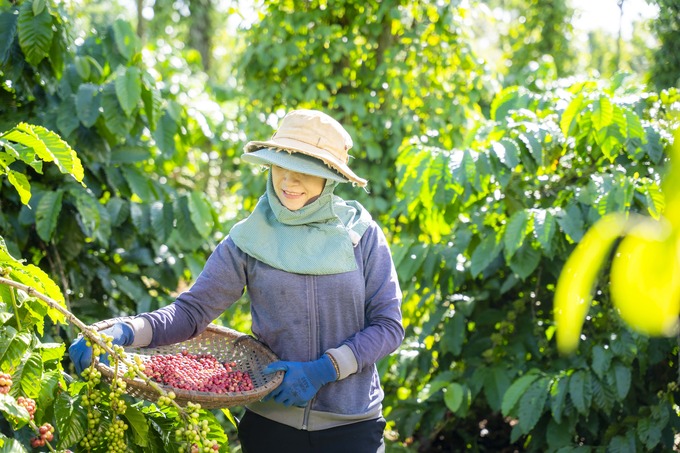 Chương trình NESCAFÉ Plan đã giúp thay đổi toàn diện, tích cực đời sống của cộng đồng nông dân trồng cà phê cũng như ngành cà phê Việt Nam
