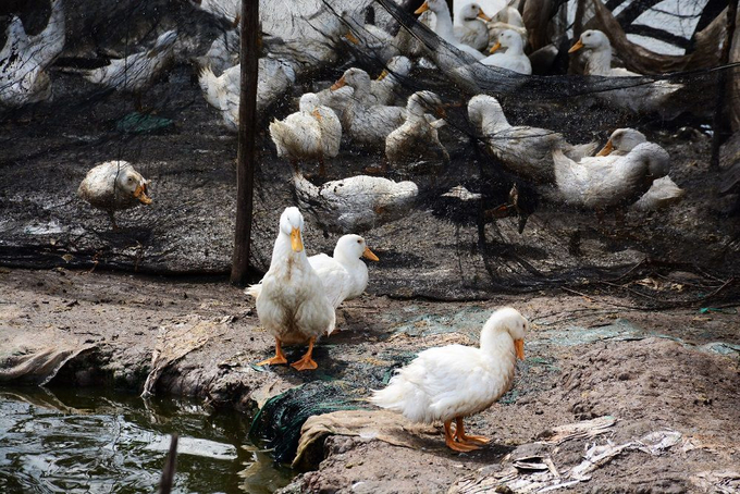 Phát triển chăn nuôi gia súc, gia cầm kịp thời phụ vụ nhu cầu thị trường Tết  