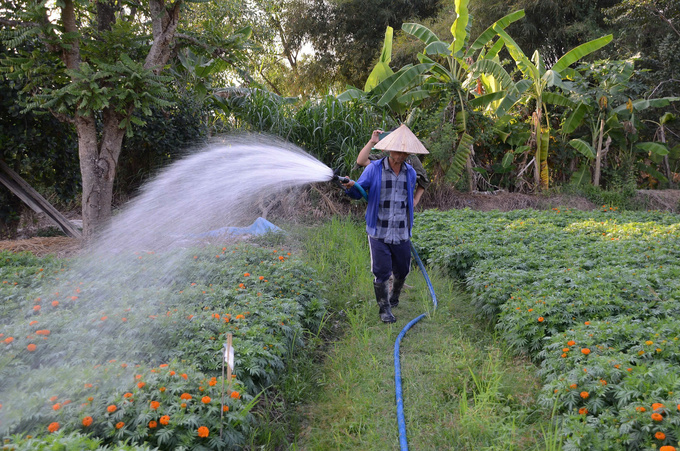 Người dân tỉ mỹ chăm sóc để hoa khoe sắc đúng thời vụ Xuân Ất Tỵ 2025