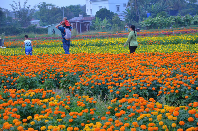 Các gia đình tranh thủ thời gian đưa con nhỏ đến Làng hoa Tân Ba chụp ảnh lưu lại những khoảnh khắc ngày cuối năm