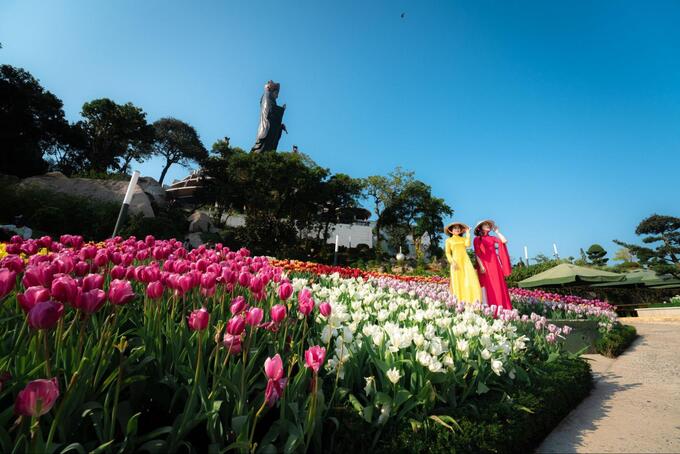 Hơn 115.000 gốc hoa tulip sẽ nở rộ trên núi Bà Tết này (Ảnh: Sun World Ba Den Mountain)  