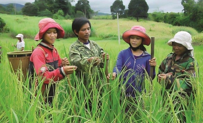 Ảnh minh họa