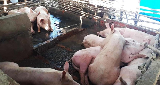 Chủ động triển khai giám sát dịch bệnh động vật để phát hiện sớm, kịp thời cảnh báo, xử lý dứt điểm khi dịch bệnh mới