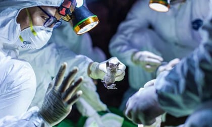 Bé 3 tháng tuổi dương tính với virus corona là ca thứ 15 tại Việt Nam